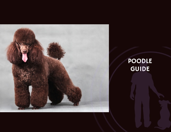 Poodle Guide