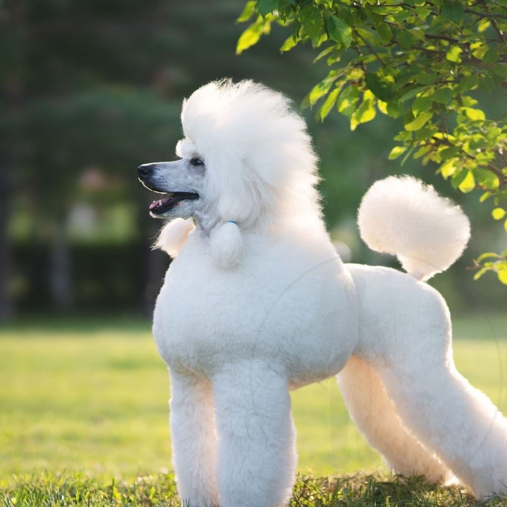Poodle