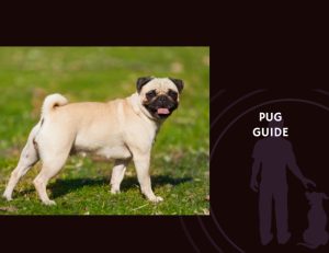 Pug Guide