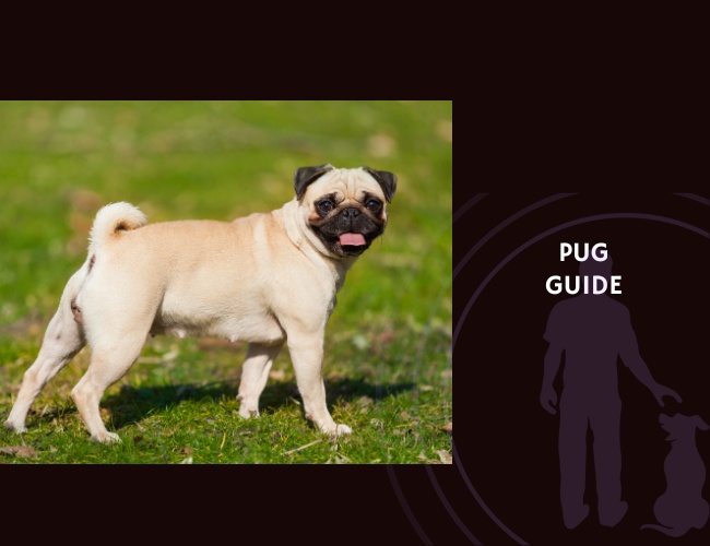 Pug Guide
