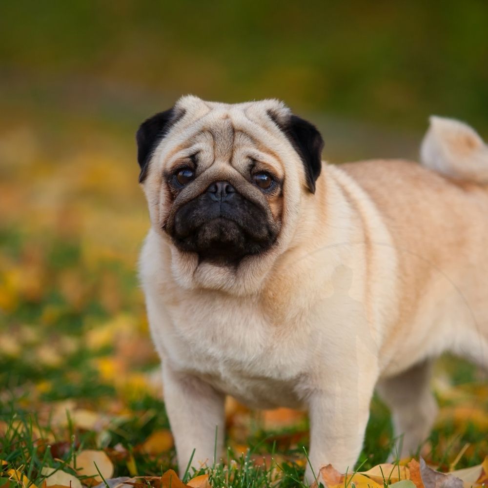 Pug