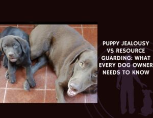 Puppy Jealousy vs Resource Guarding
