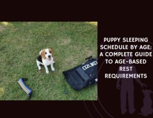 Puppy Sleeping Schedule by Age A Complete Guide to Age-Based Rest Requirements