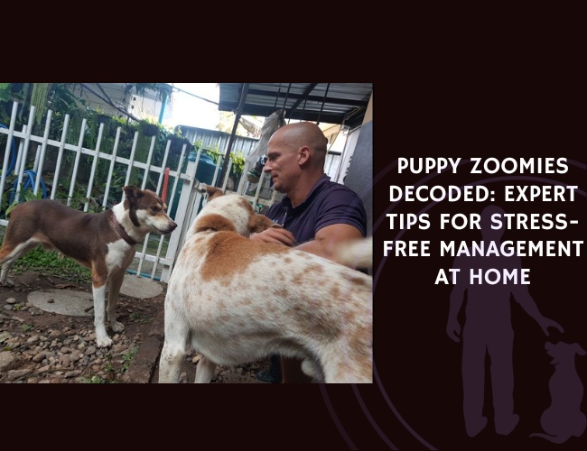 Puppy Zoomies Decoded Expert Tips for Stress-Free Management at Home