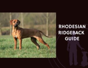Rhodesian Ridgeback Guide