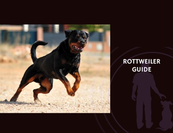 Rottweiler – Loyal Guardian with Strength and Stability