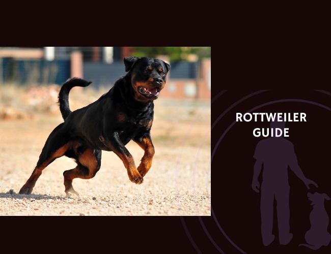 Rottweiler Guide
