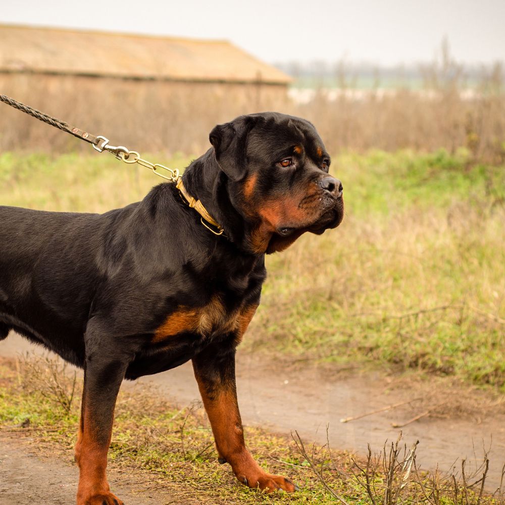 Rottweiler