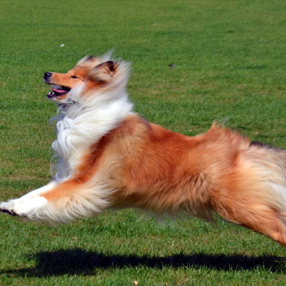 Rough Collie