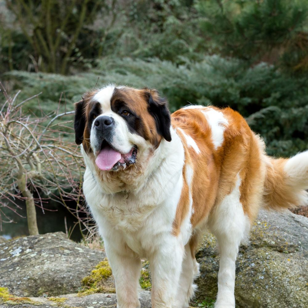 Saint Bernard