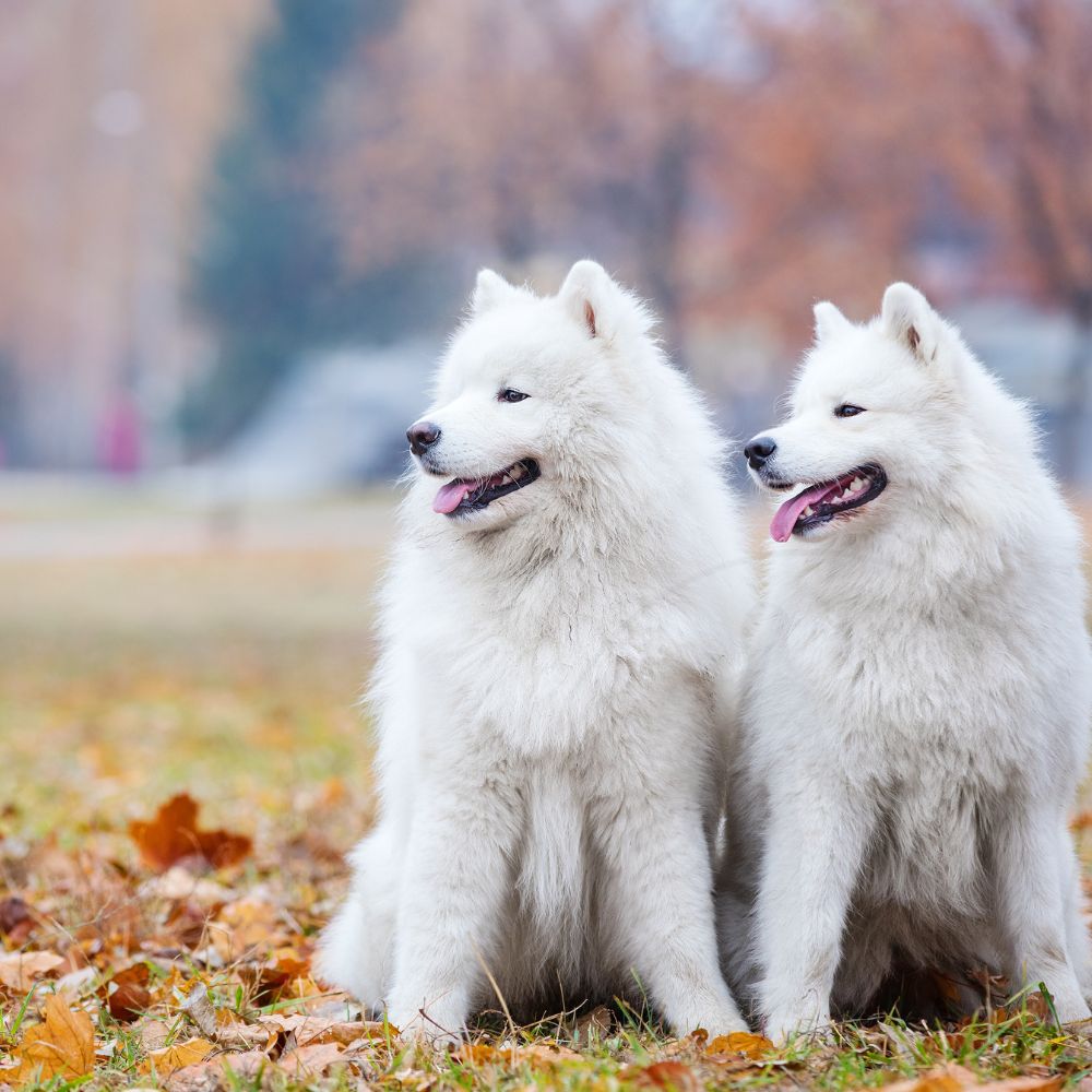Samoyed