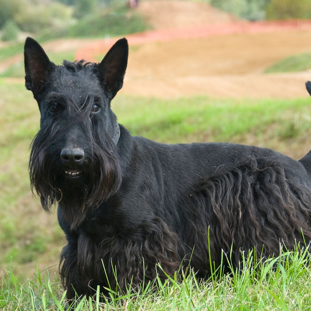 Scottish Terrier