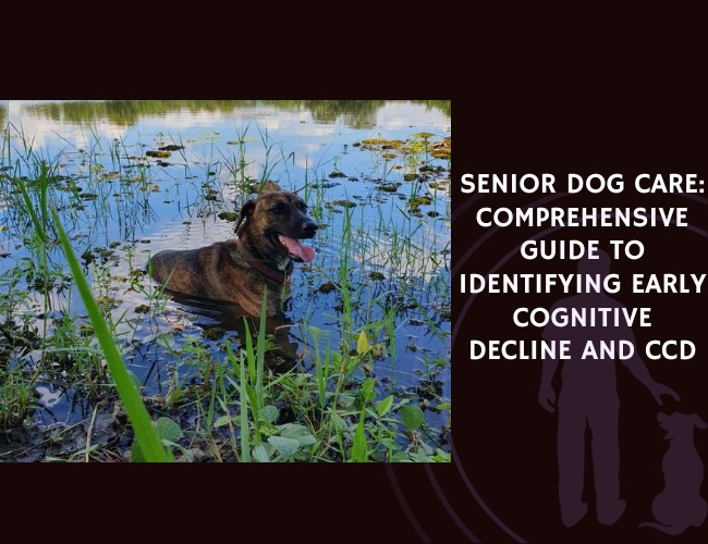 Senior Dog Care Comprehensive Guide to Identifying Early Cognitive Decline and CCD