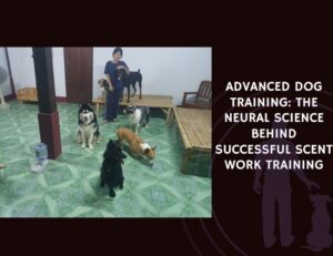Shaping Behaviour for Complex Tasks