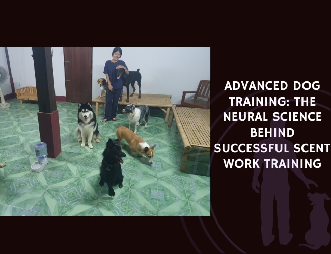 Shaping Behaviour for Complex Tasks