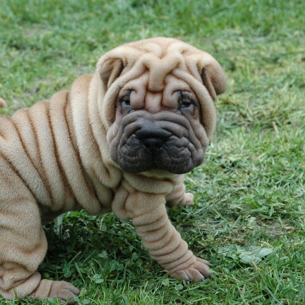 Shar Pei
