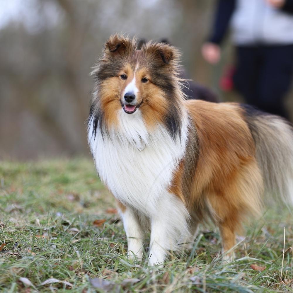 Shetland Sheepdog
