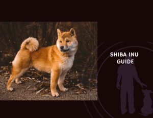 Shiba Inu Guide