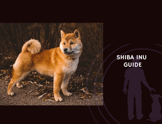Shiba Inu Guide