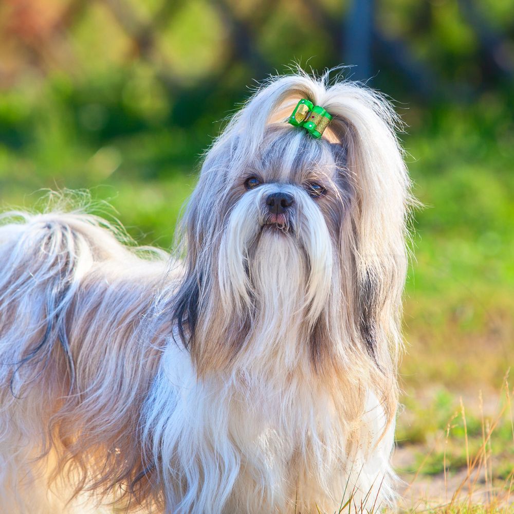 Shih Tzu