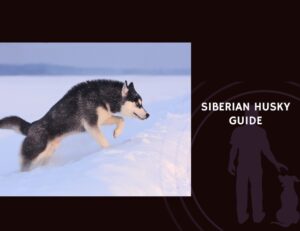 Siberian Husky Guide