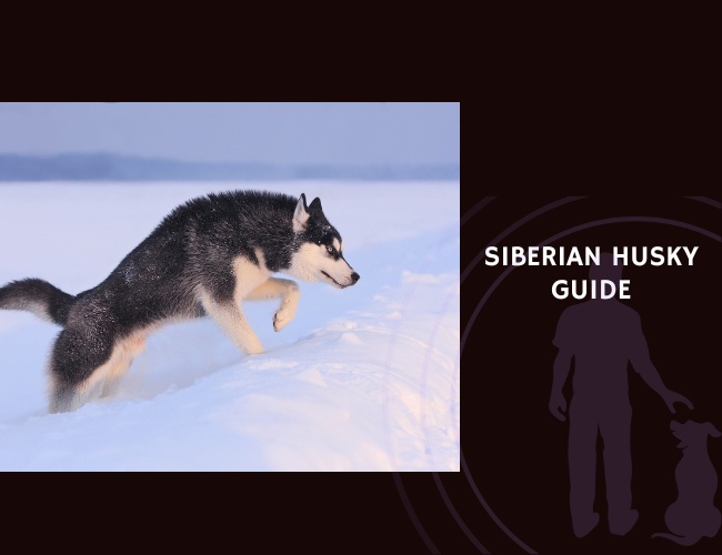 Siberian Husky Guide