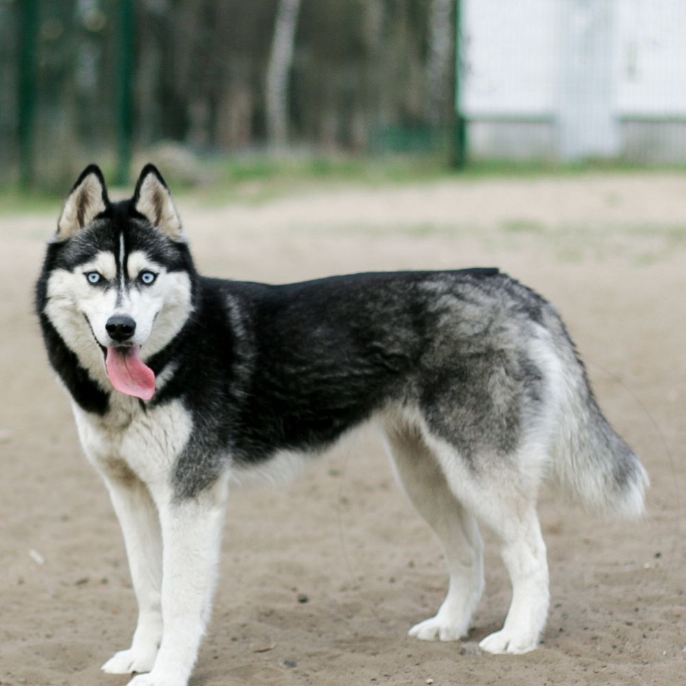 Siberian Husky