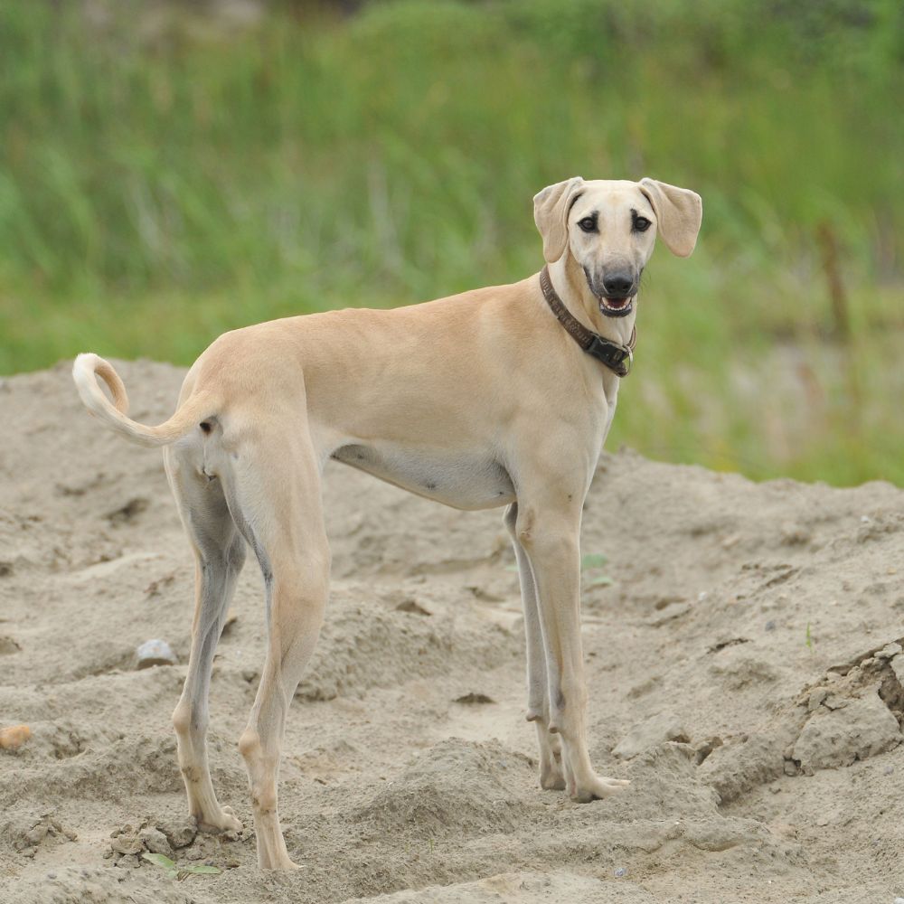 Sloughi Arabian Greyhound