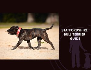 Staffordshire Bull Terrier Guide