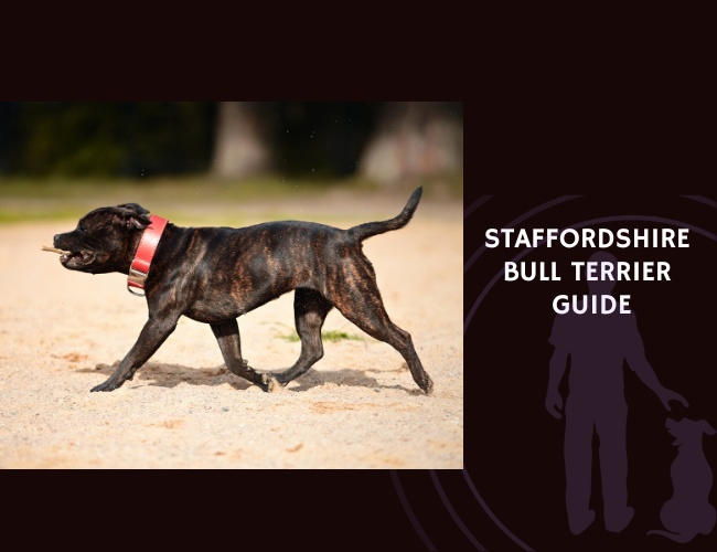 Staffordshire Bull Terrier Guide