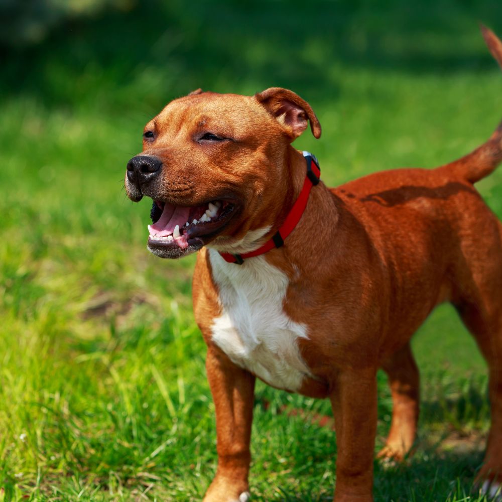 Staffordshire Bull Terrier