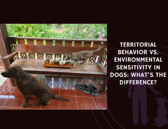 Territorial Behavior vs. Environmental Sensitivity in Dogs