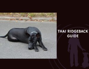 Thai Ridgeback Guide