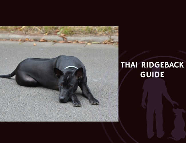 Thai Ridgeback Guide