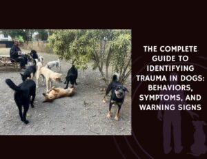 The Complete Guide to Identifying Trauma in Dogs Behaviors, Symptoms, and Warning Signs