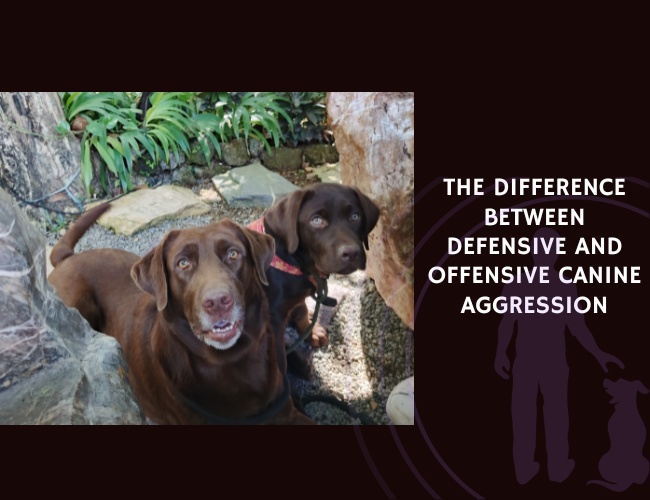 The Difference Between Defensive and Offensive Canine Aggression
