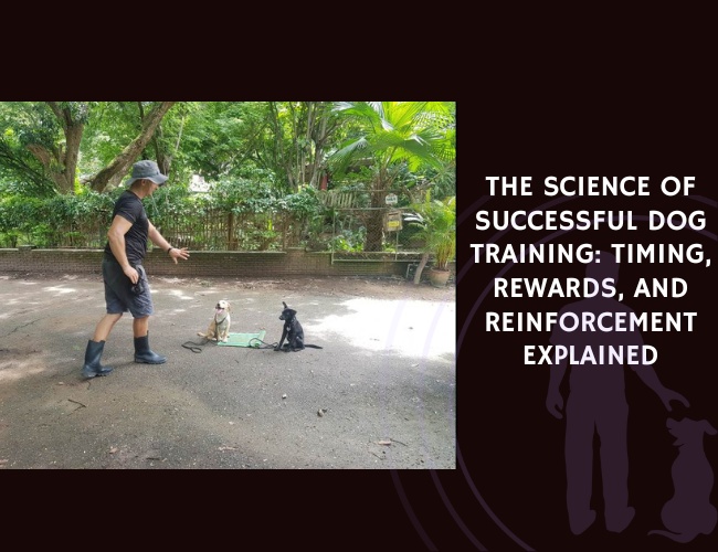 The Science of Successful Dog Training Timing, Rewards, and Reinforcement Explained
