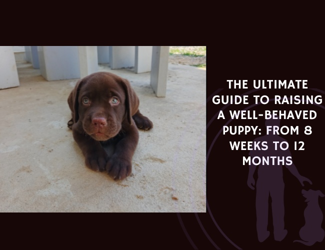 The Ultimate Guide to Raising a Well-Behaved Puppy From 8 Weeks to 12 Months
