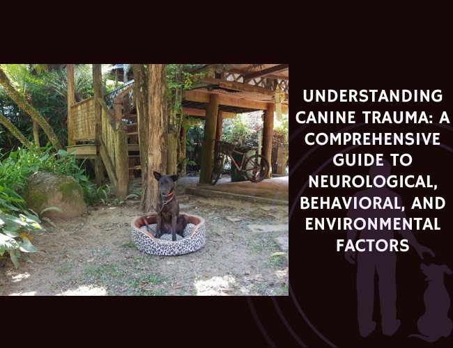 Understanding Canine Trauma A Comprehensive Guide to Neurological, Behavioral, and Environmental Factors