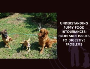Understanding Puppy Food Intolerances From Skin Issues to Digestive Problems