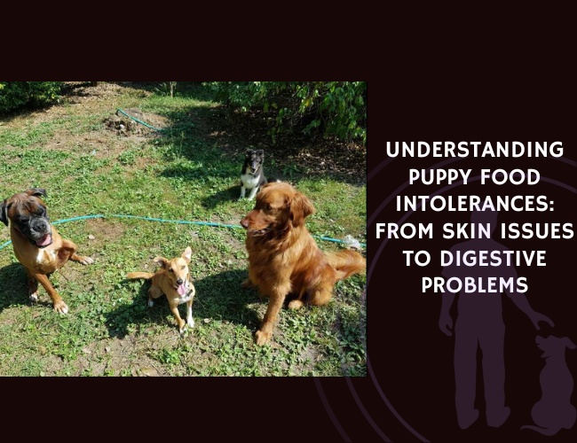 Understanding Puppy Food Intolerances From Skin Issues to Digestive Problems