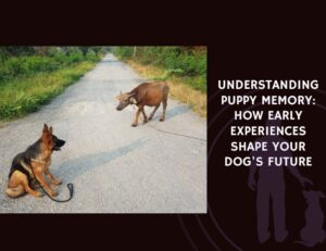 Understanding Puppy Memory How Early Experiences Shape Your Dog's Future