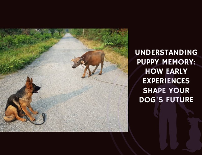 Understanding Puppy Memory How Early Experiences Shape Your Dog's Future