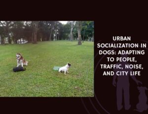 Urban Socialization in Dogs Adapting to People, Traffic, Noise, and City Life
