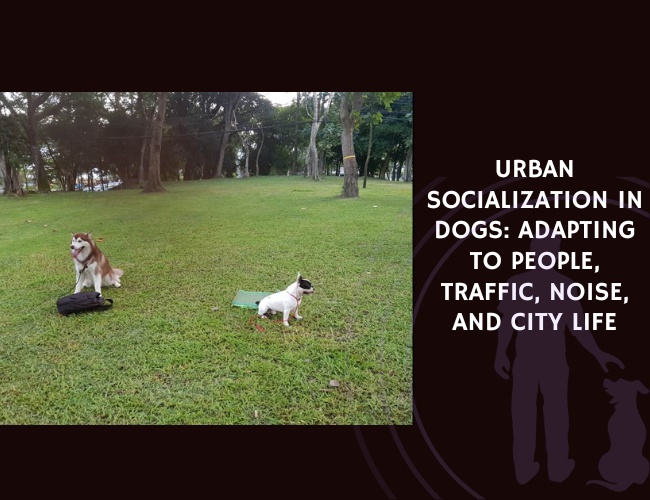 Urban Socialization in Dogs Adapting to People, Traffic, Noise, and City Life