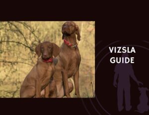 Vizsla Guide