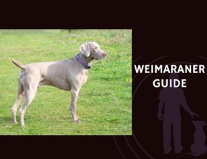 Weimaraner Guide