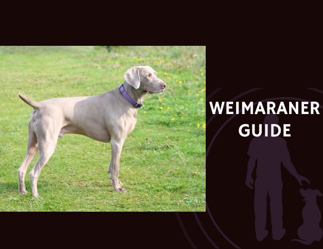 Weimaraner Guide