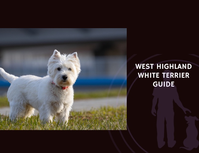 West Highland White Terrier Guide