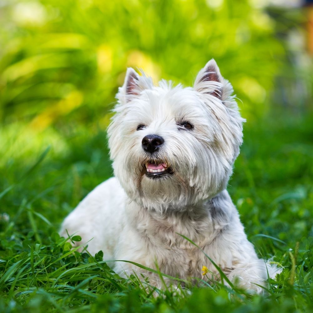 West Highland White Terrier